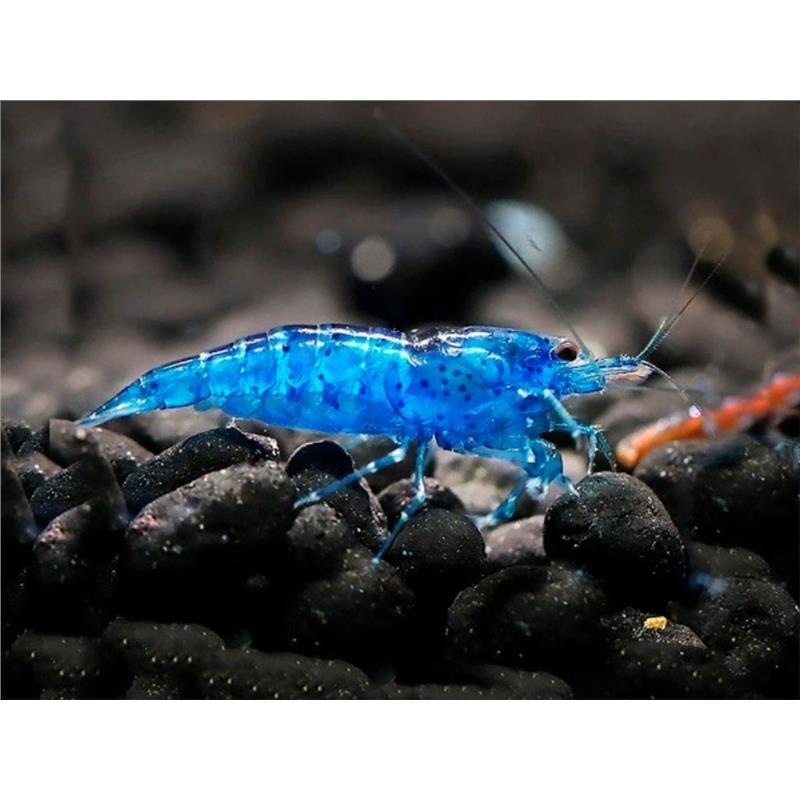 Neocaridina heteropoda Blue Velvet - imagine 3
